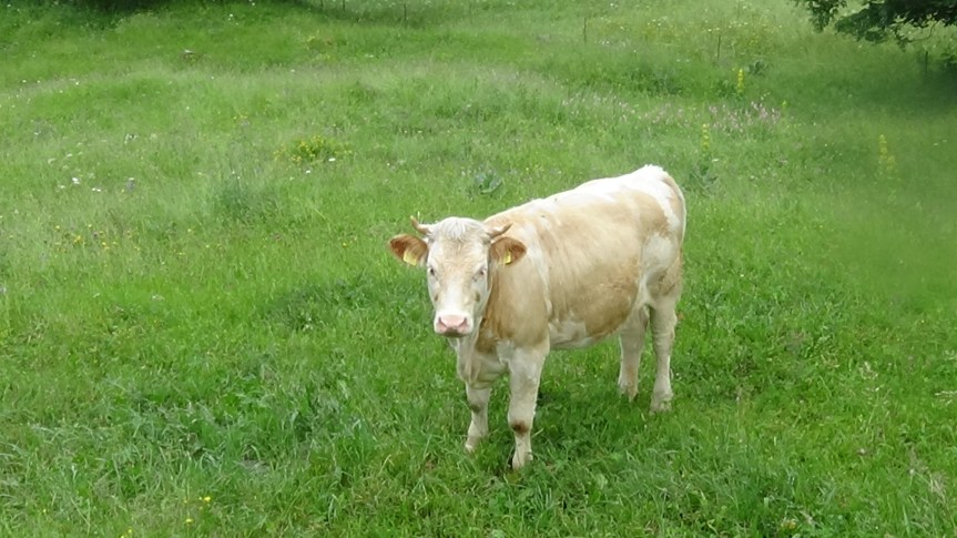 Swiss COW